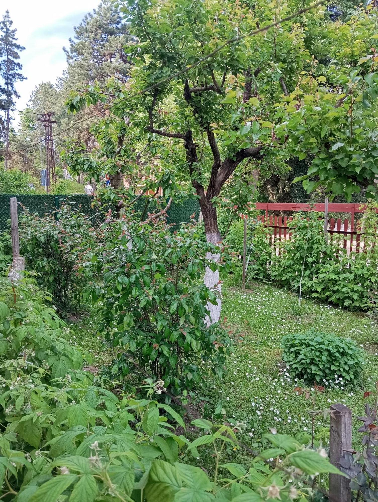 Milica Apartmani Vrdnik Exterior foto
