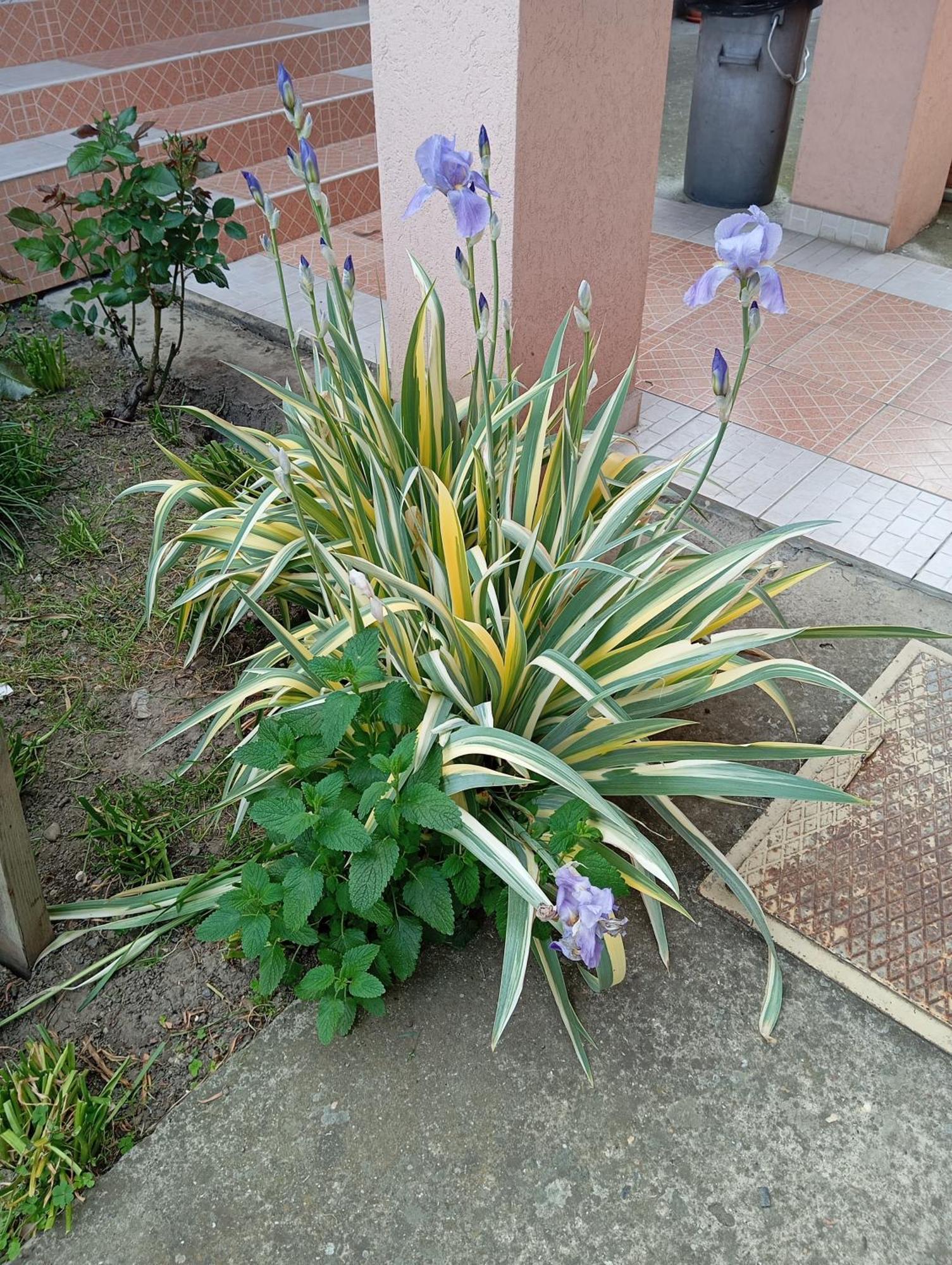 Milica Apartmani Vrdnik Exterior foto